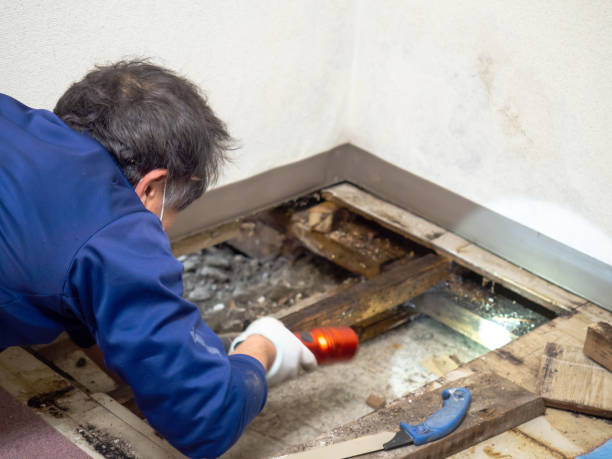 Best Black Mold Removal  in East Hemet, CA