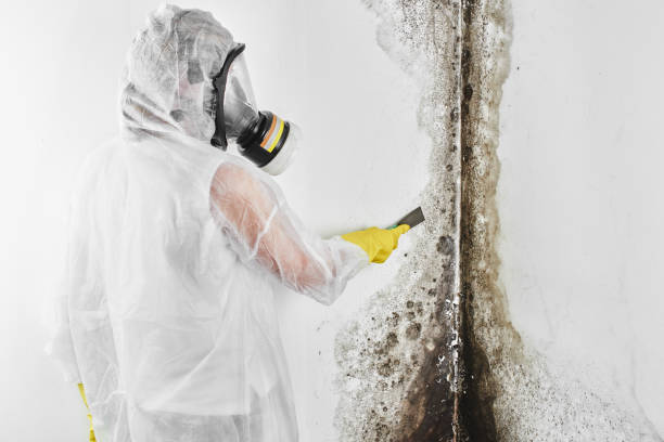 Professional Mold Removal in East Hemet, CA