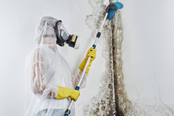 Mold Testing and Removal in East Hemet, CA