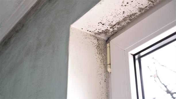 Best Mold Damage Repair  in East Hemet, CA