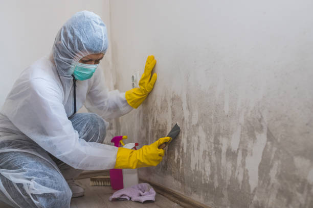 Best Residential Mold Removal  in East Hemet, CA