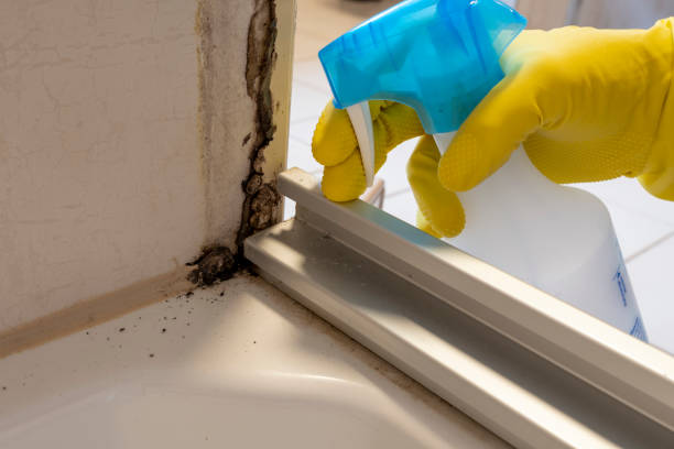 Best Same-Day Mold Removal  in East Hemet, CA