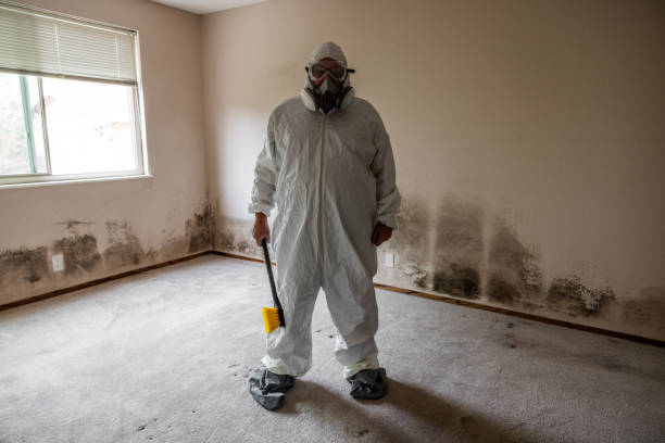 Certified Mold Removal in East Hemet, CA