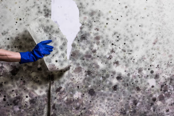 Best Certified Mold Removal  in East Hemet, CA