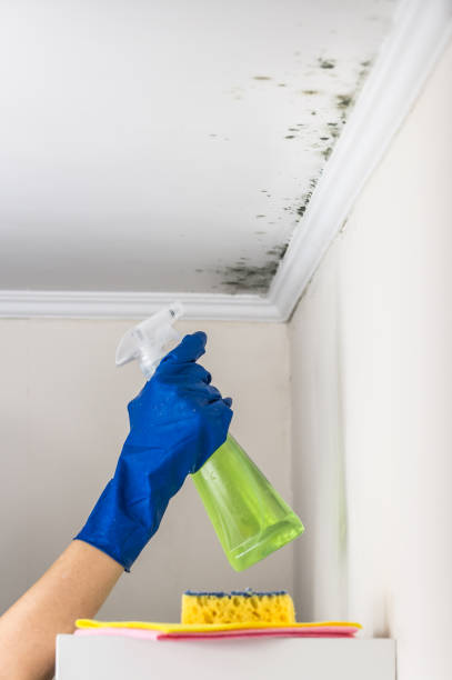 Best Same-Day Mold Removal  in East Hemet, CA