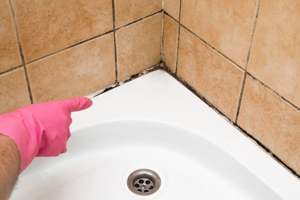 Best Fast Mold Removal  in East Hemet, CA